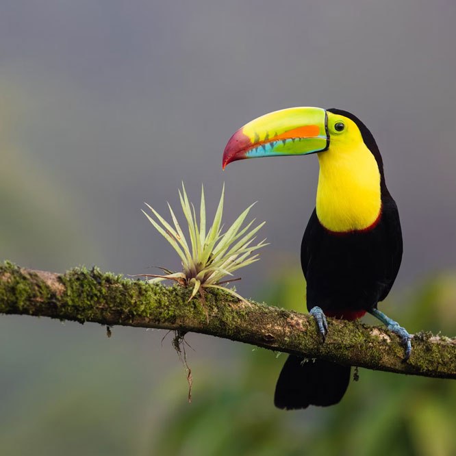 costa rica